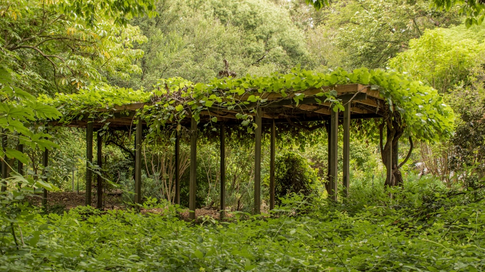 A cozy wooden pergola with climbing vines, set in a sunlit garden.