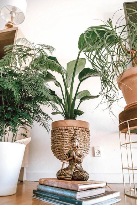 A cozy consultation corner with traditional Ayurvedic texts and a calming indoor plant