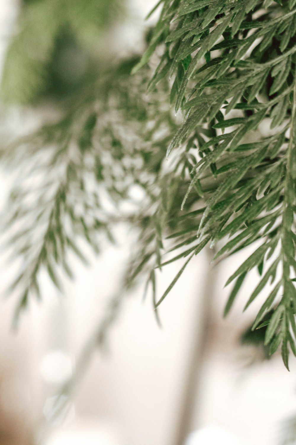 green leaves in tilt shift lens