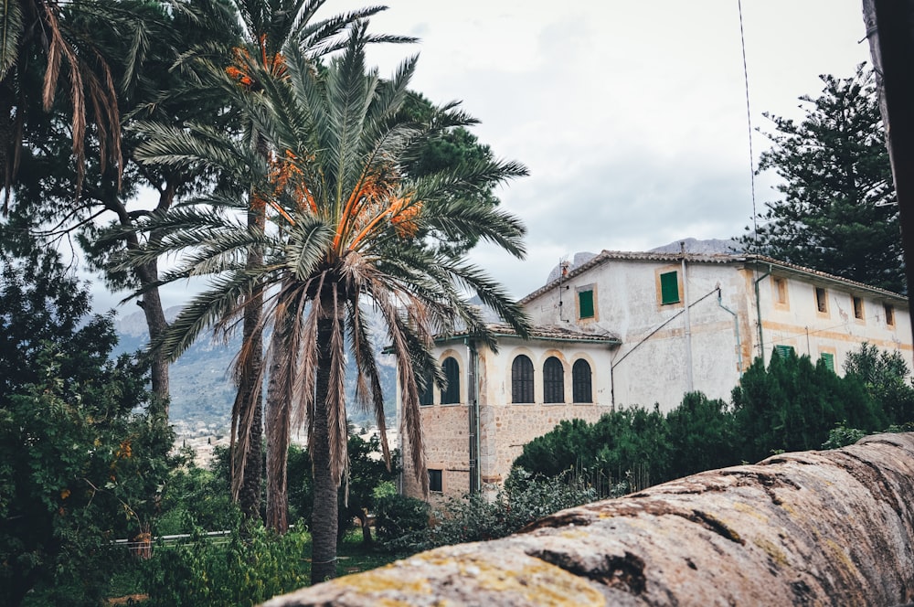 palm tree near white concrete building