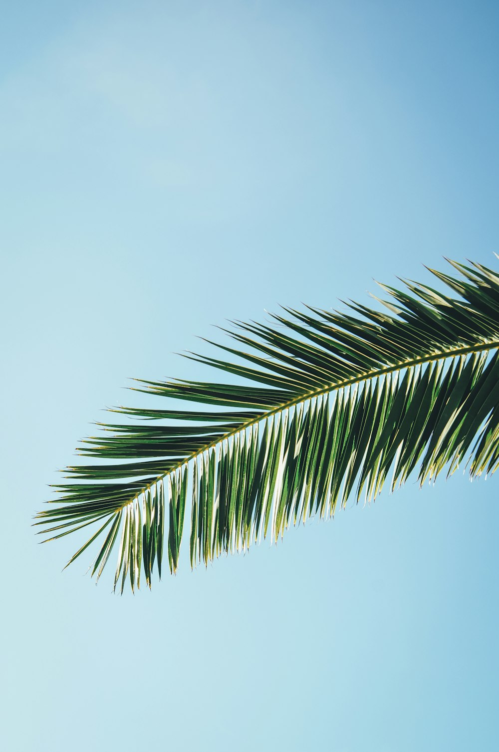 palmier vert sous le ciel bleu pendant la journée