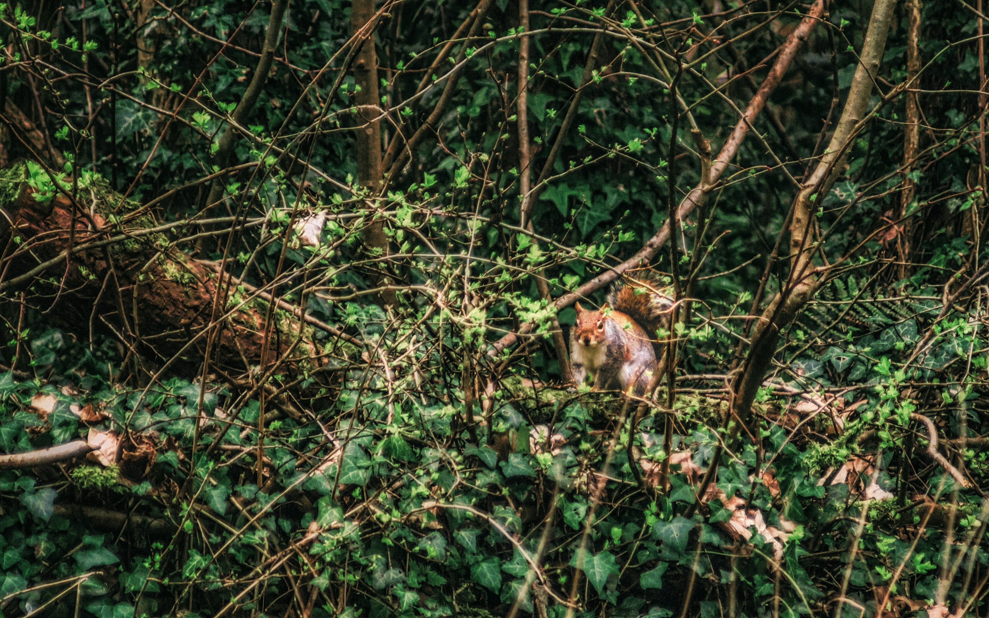 brown squirrel on brown tree branch during daytime