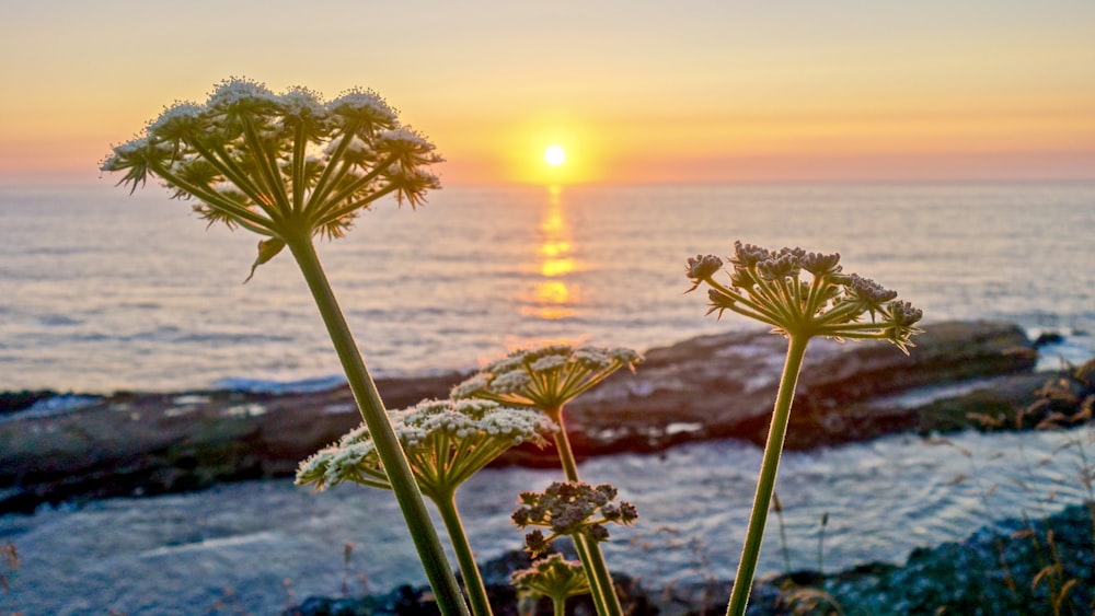 green and yellow flower during sunset