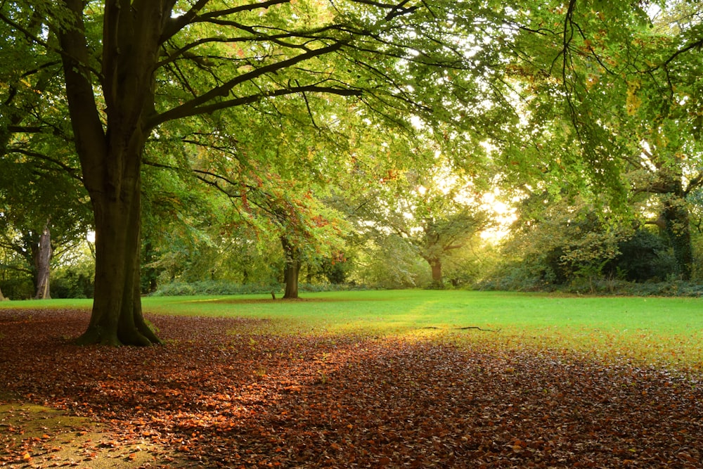 brown and green trees on green grass field during daytime