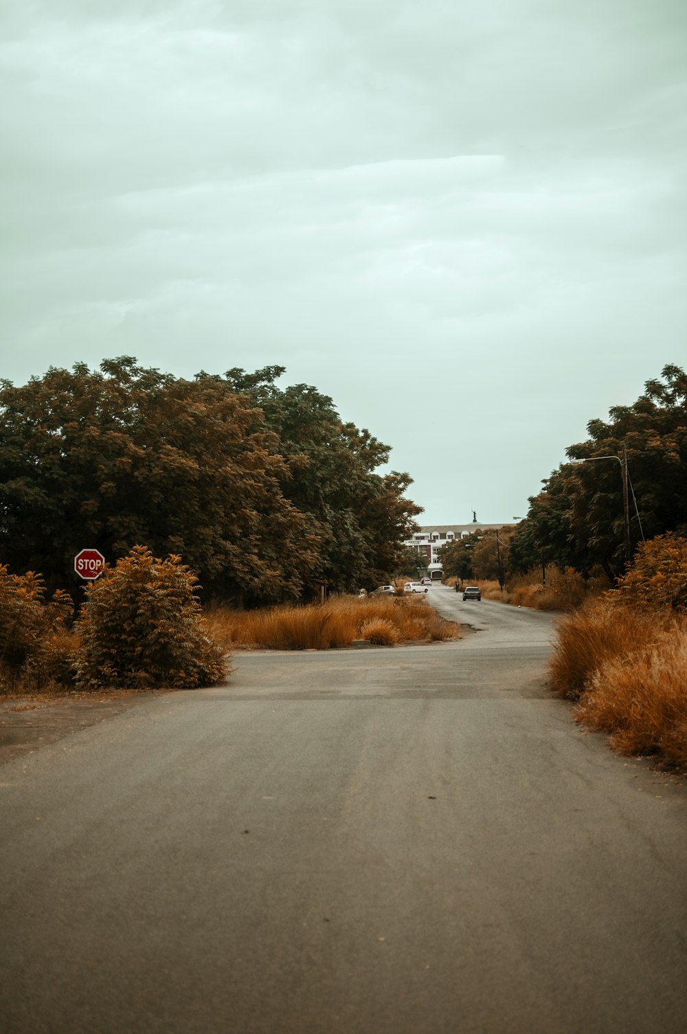 brown dog on road between trees during daytime