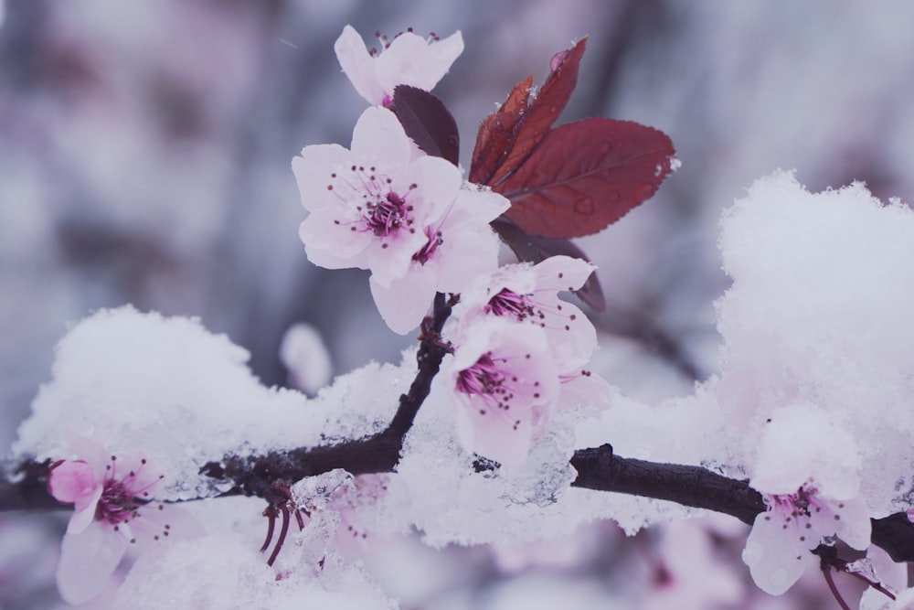 pink cherry blossom in close up photography