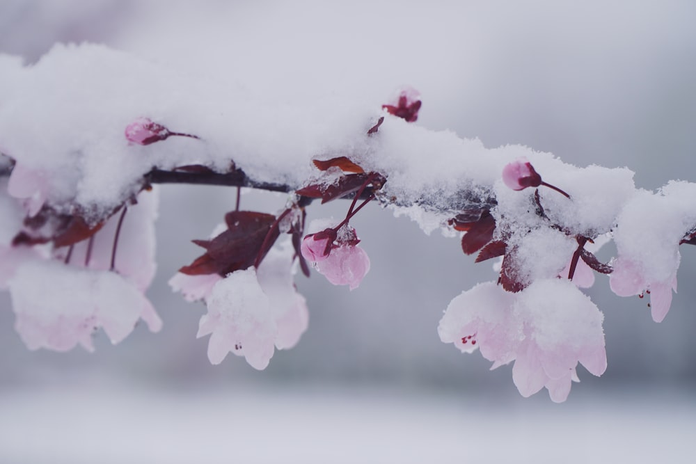 pink flower buds in close up photography