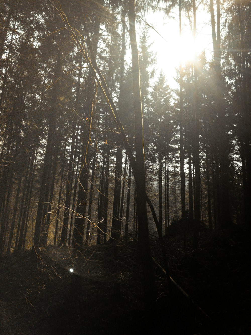 brown trees in forest during daytime