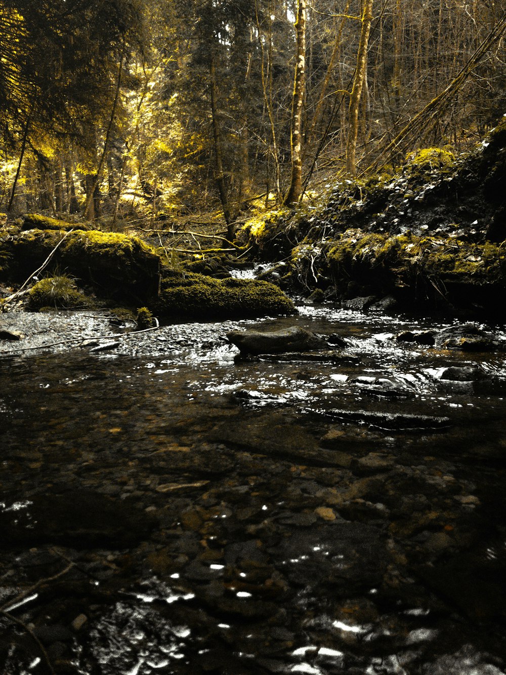 brown tree log on river