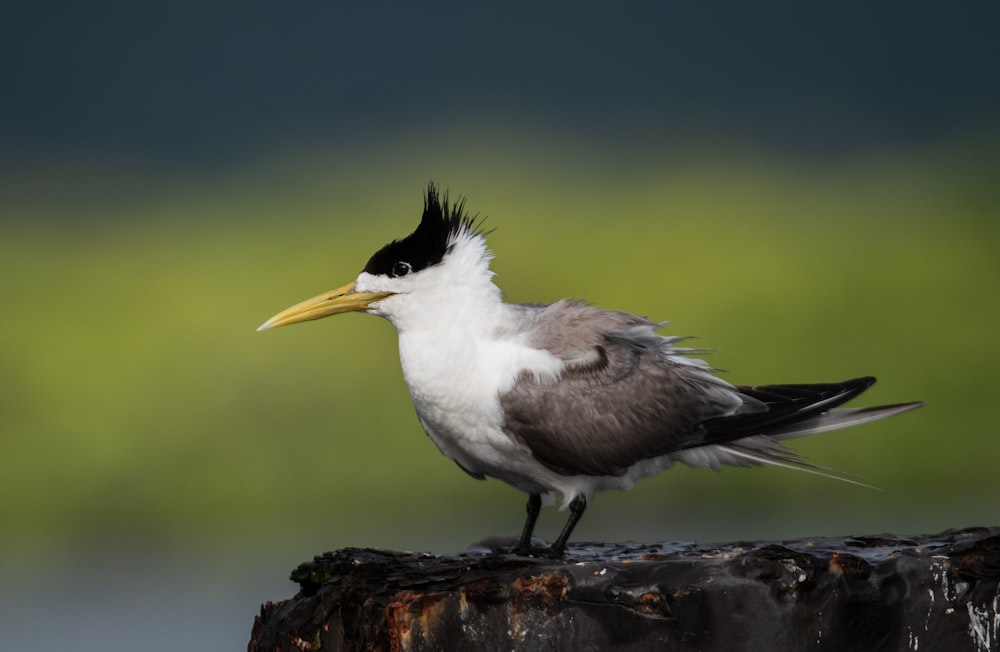white and black bird on brown tree trunk