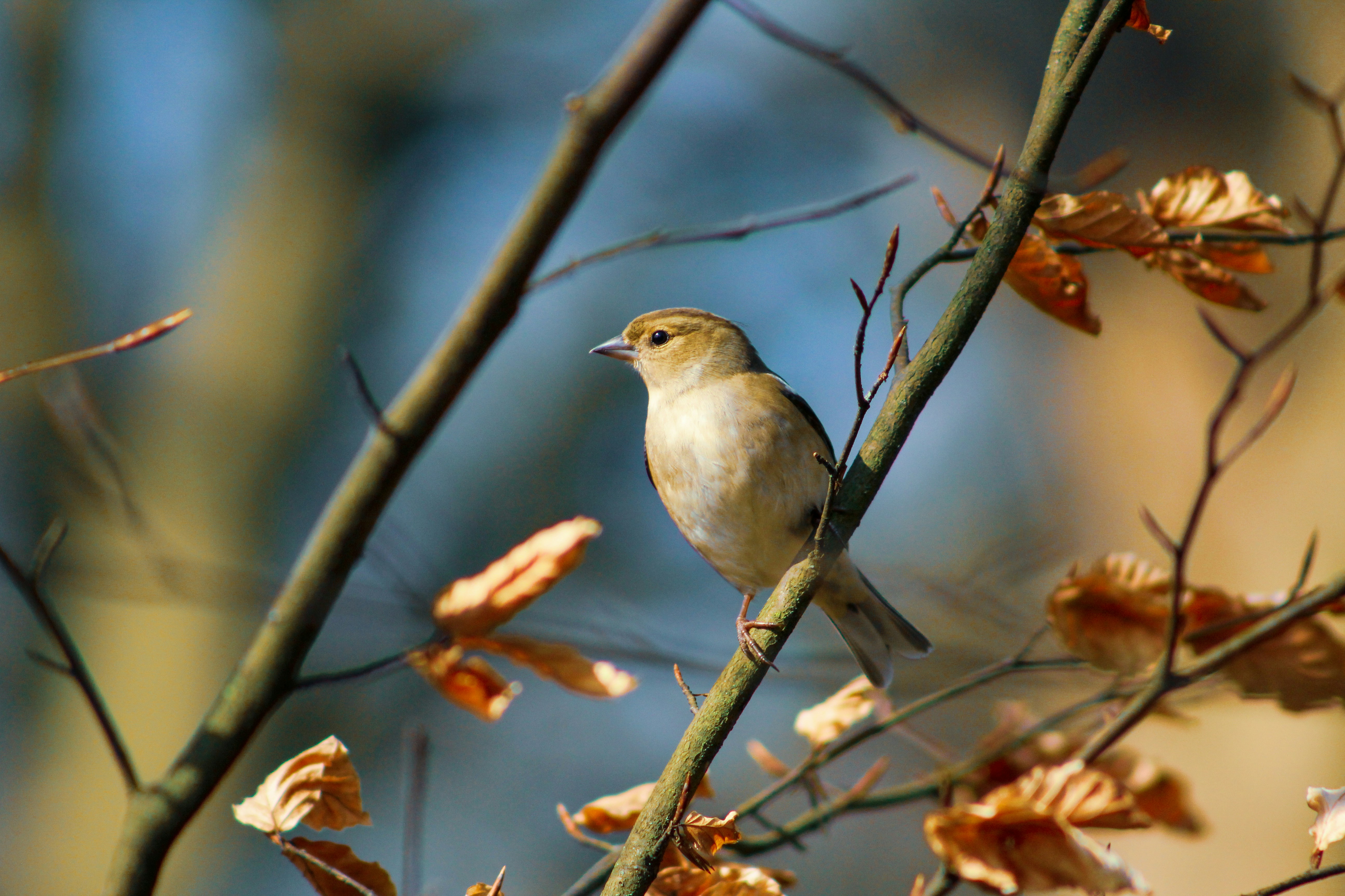 Photo by ecollinsphotography