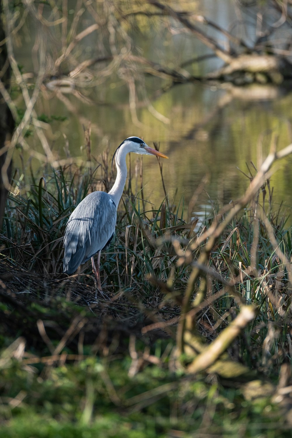 grey heron on brown grass field during daytime