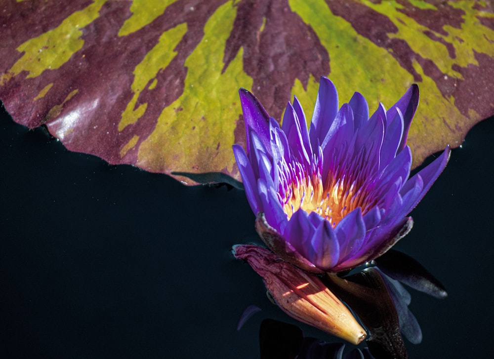 purple waterlily in bloom during daytime