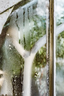 green leaf plant on a steamed glass window