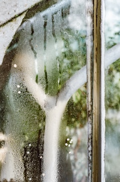 green leaf plant on a steamed glass window