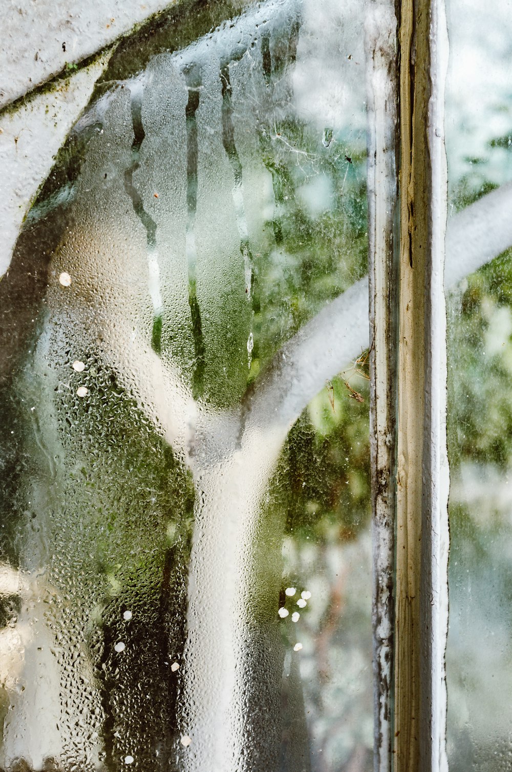 green leaf plant in glass window