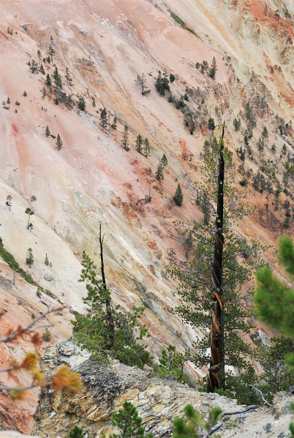 green trees on brown mountain