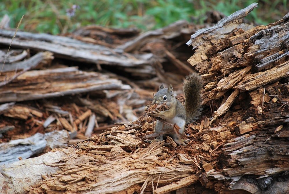brown squirrel on brown dried leaves