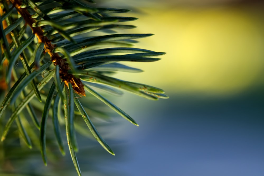 green plant in close up photography