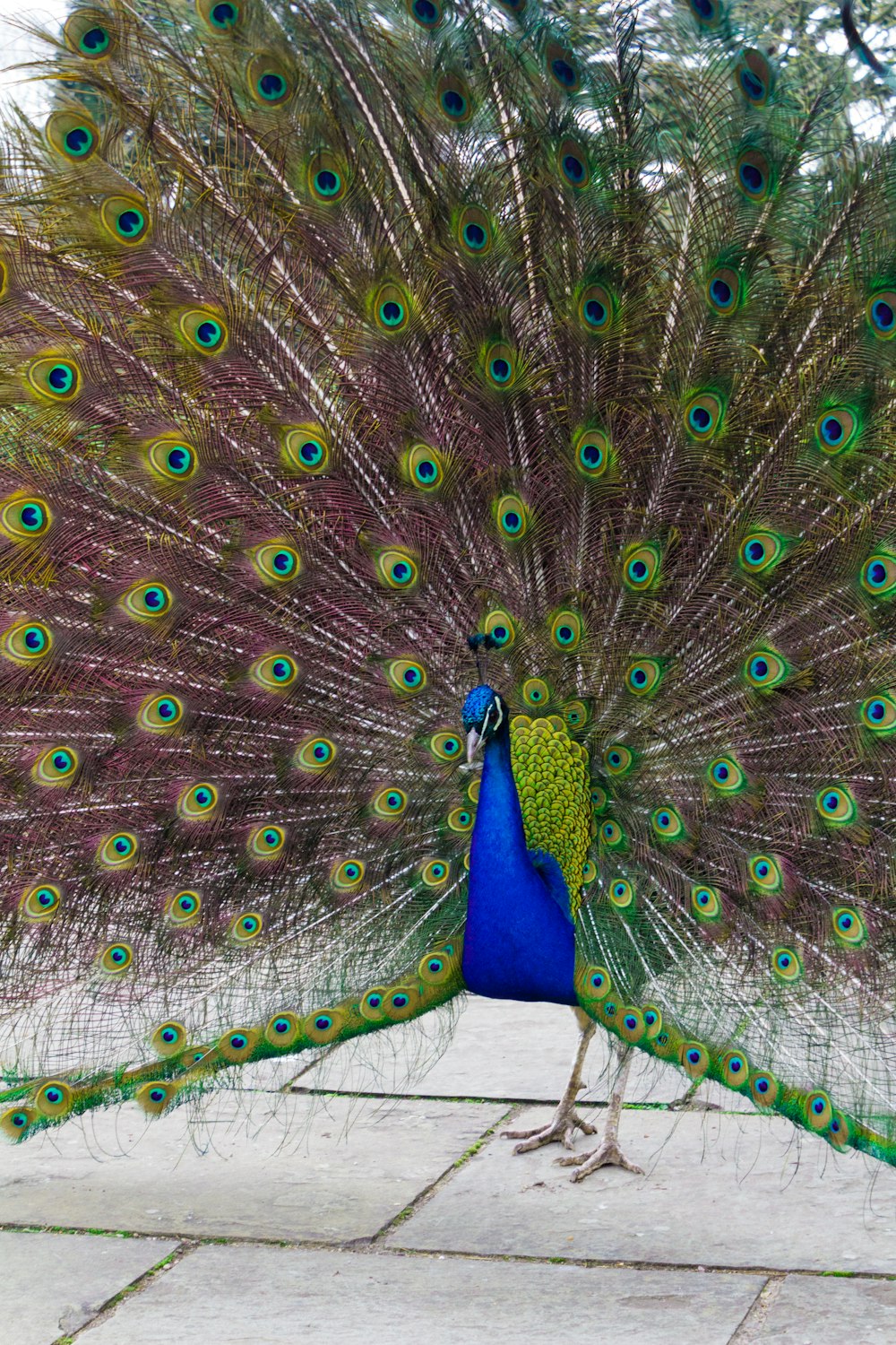 blue and green peacock feather