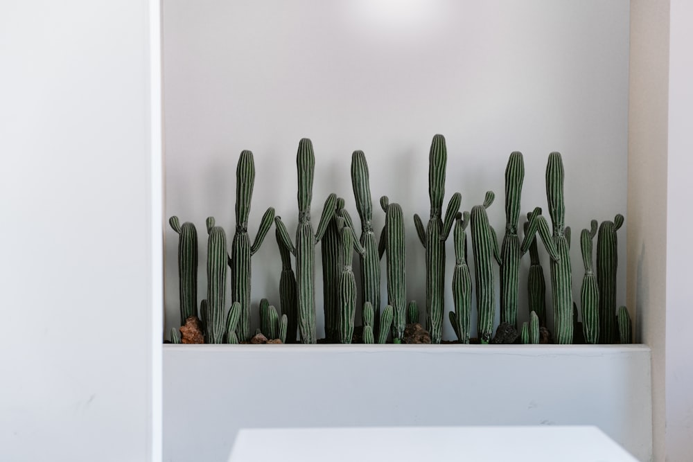 green cactus plant on white table