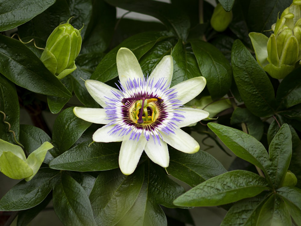 purple and white flower in bloom