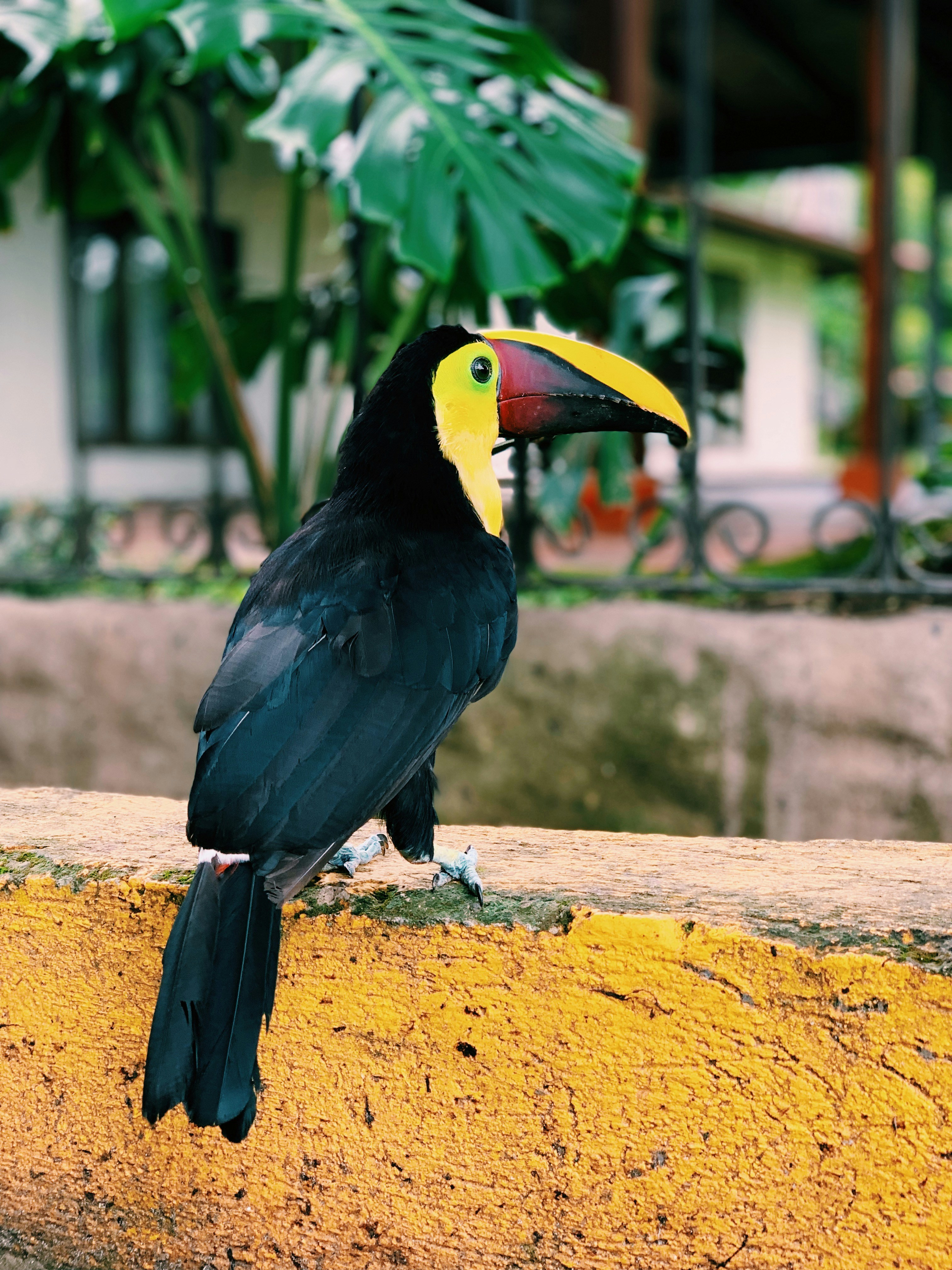 pájaro negro, amarillo y rojo en la rama marrón del árbol durante el día