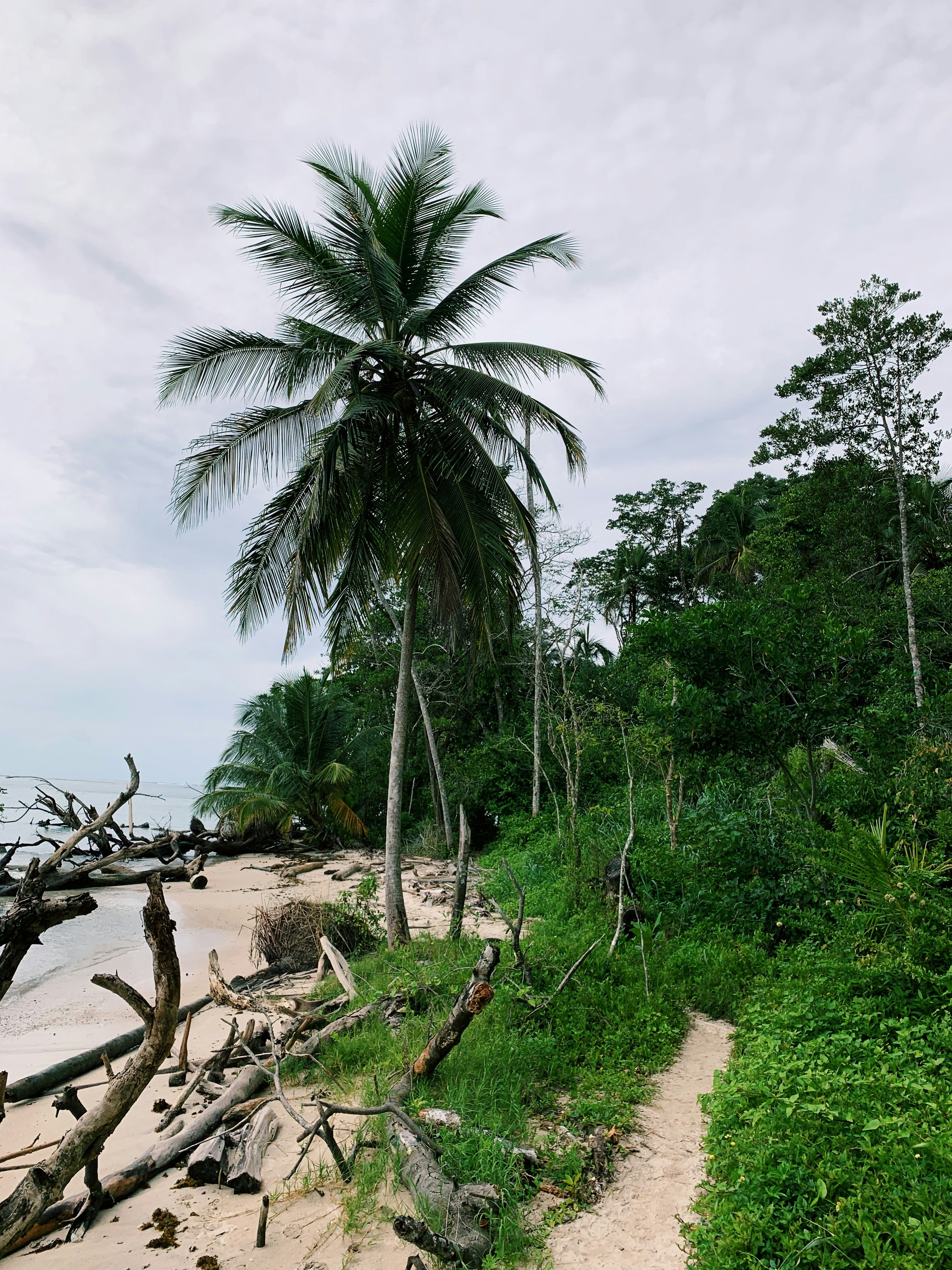 Palmeras verdes en arena marrón bajo nubes blancas durante el día