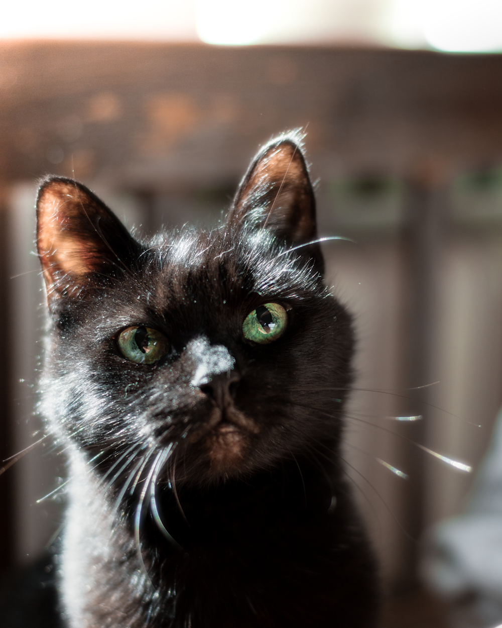 black cat in tilt shift lens