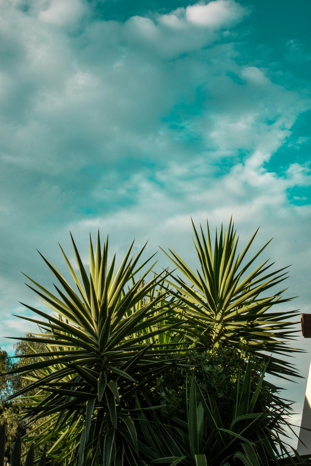 green palm tree under blue sky and white clouds during daytime