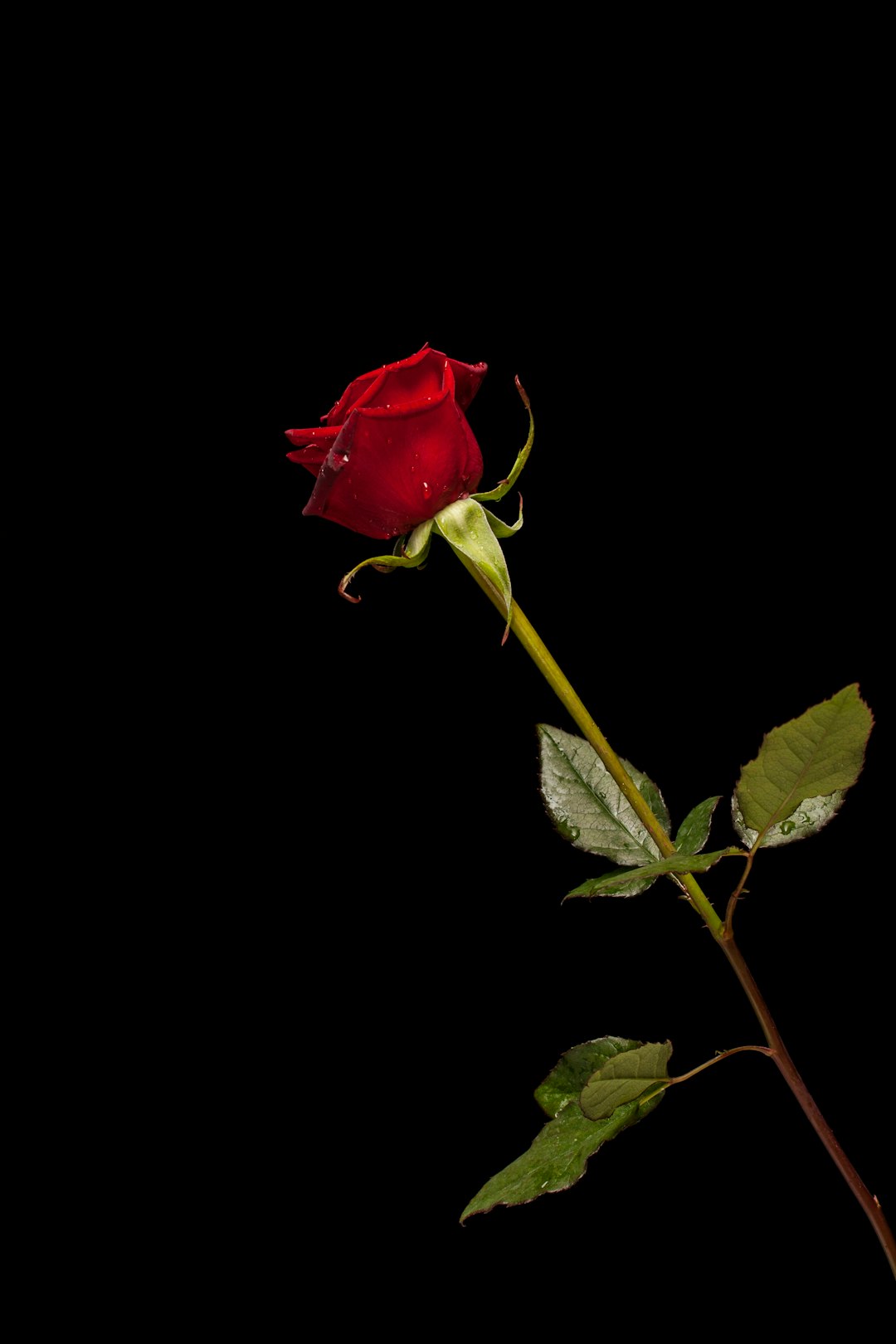 red rose in bloom with black background