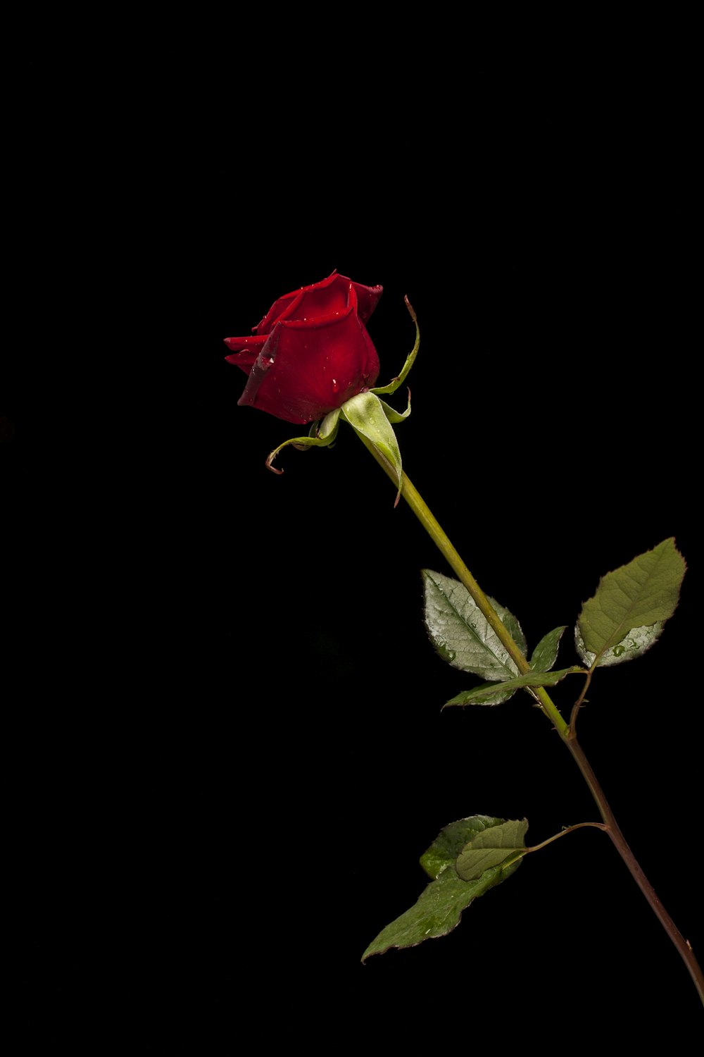 red rose in bloom with black background