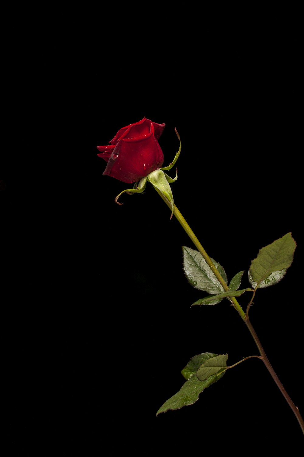 rosa roja en flor con fondo negro