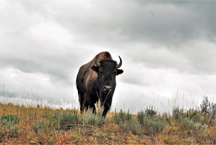 Bison on Montana prairie