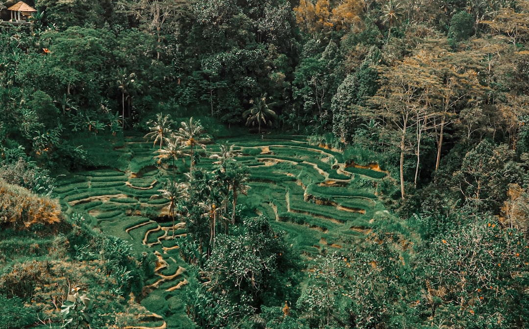 Forest photo spot Bali Ubud