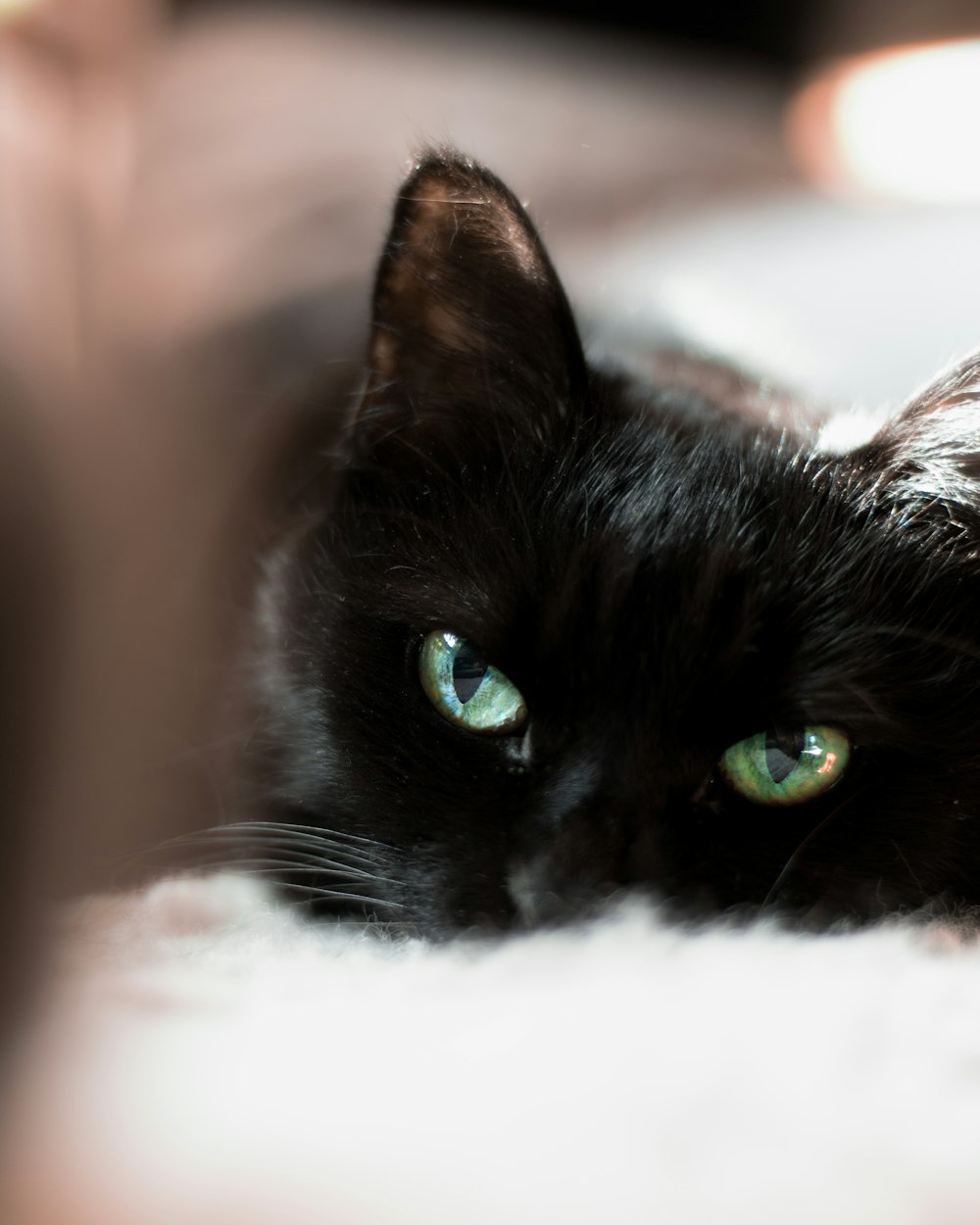 black and white cat lying on white textile