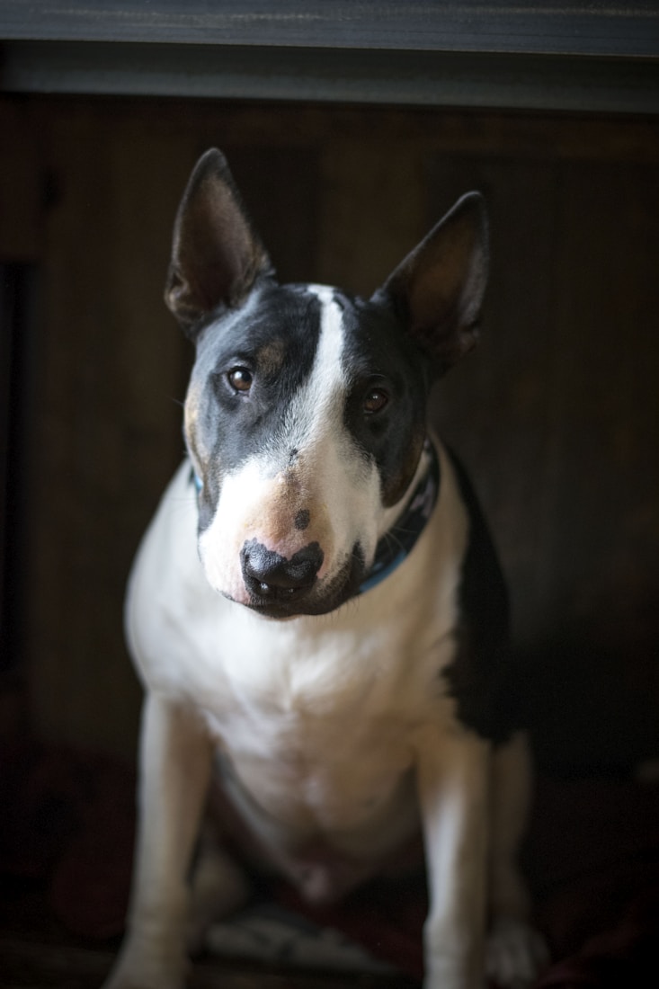 Framed pet portrait — atelier example