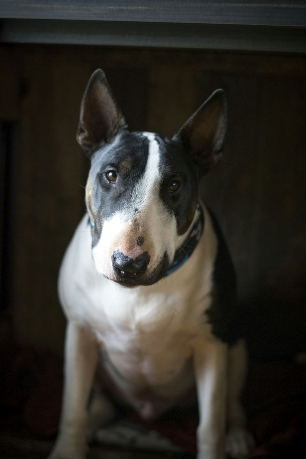 Bull Terrier Pictures | Download Free Images On Unsplash