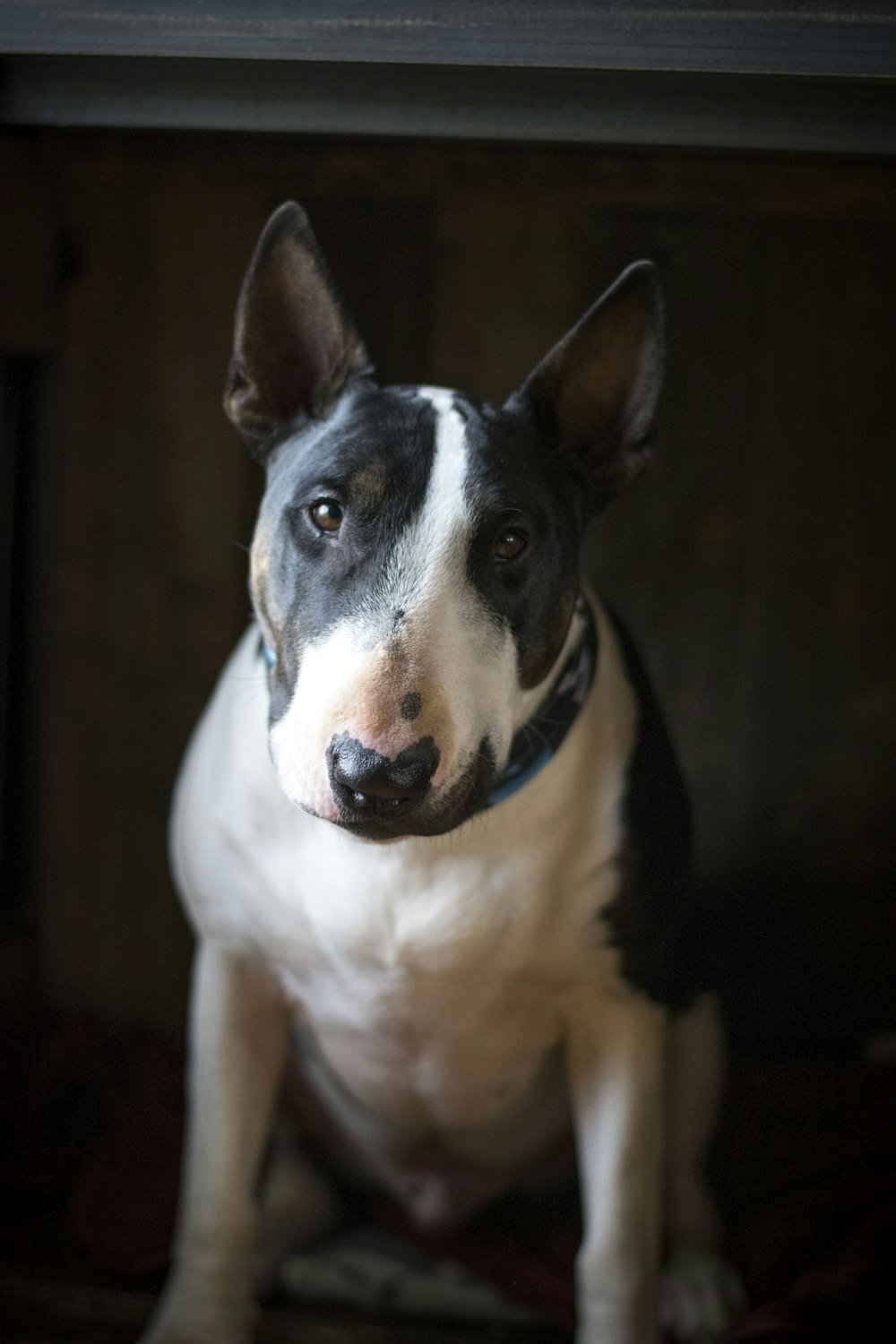 white and black short coated dog