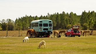 herd of sheep on green grass field during daytime