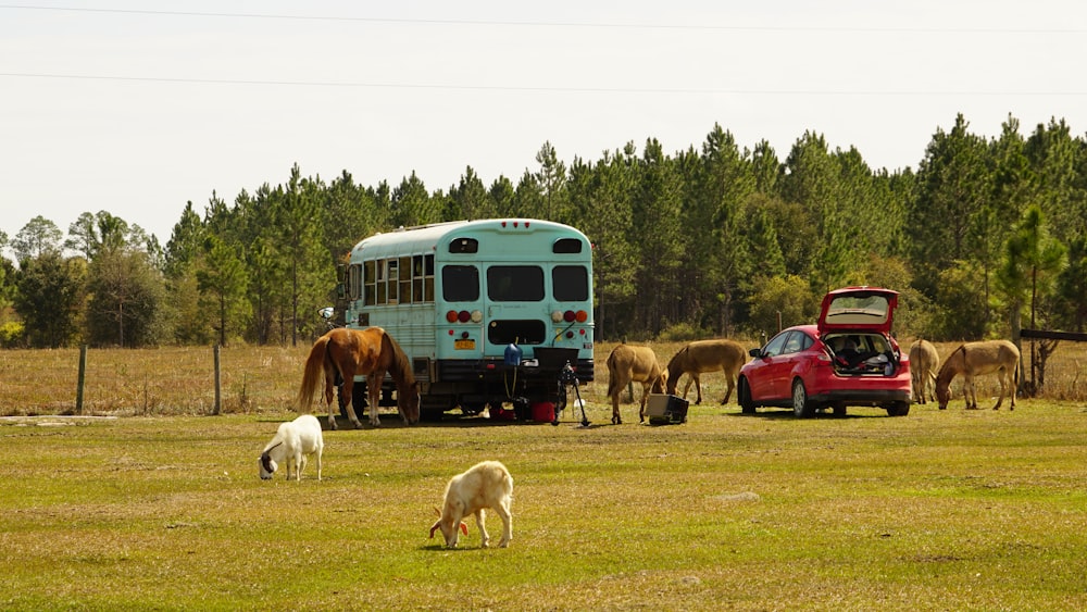 herd of sheep on green grass field during daytime