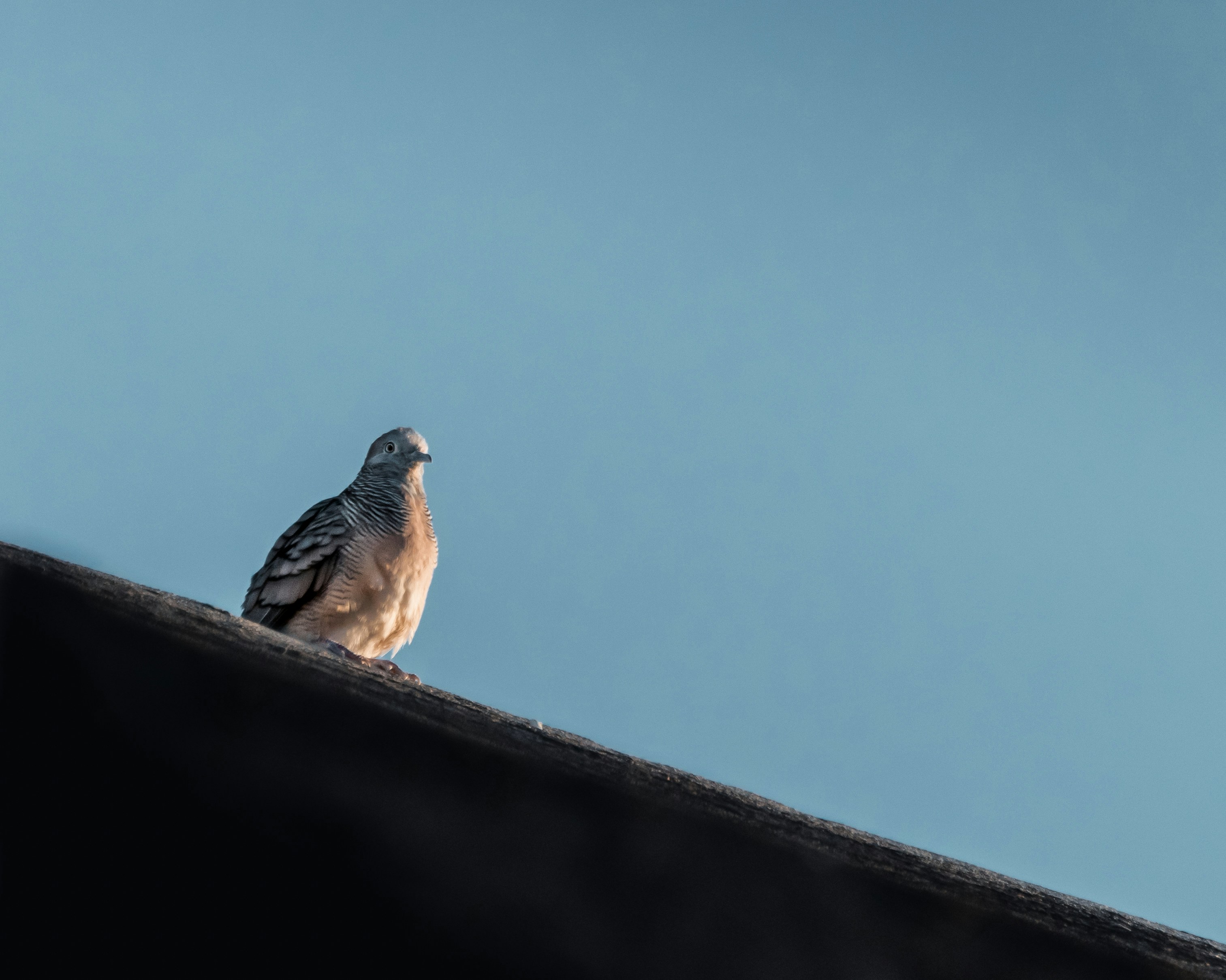 Photo by bryson_john