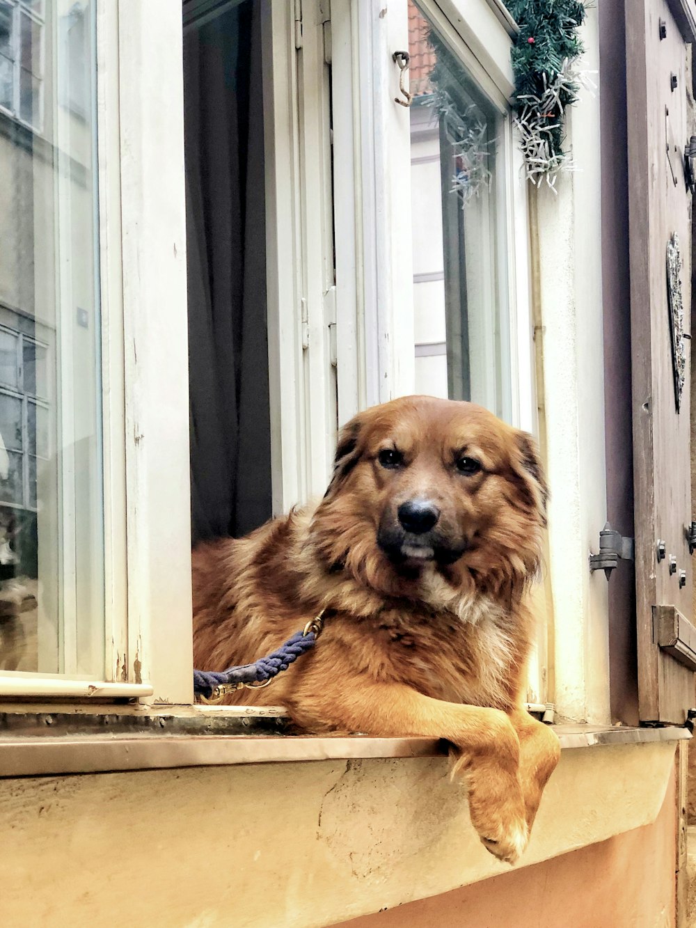 brown long coated dog on window