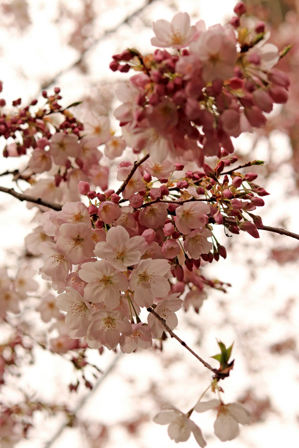 white and pink cherry blossom