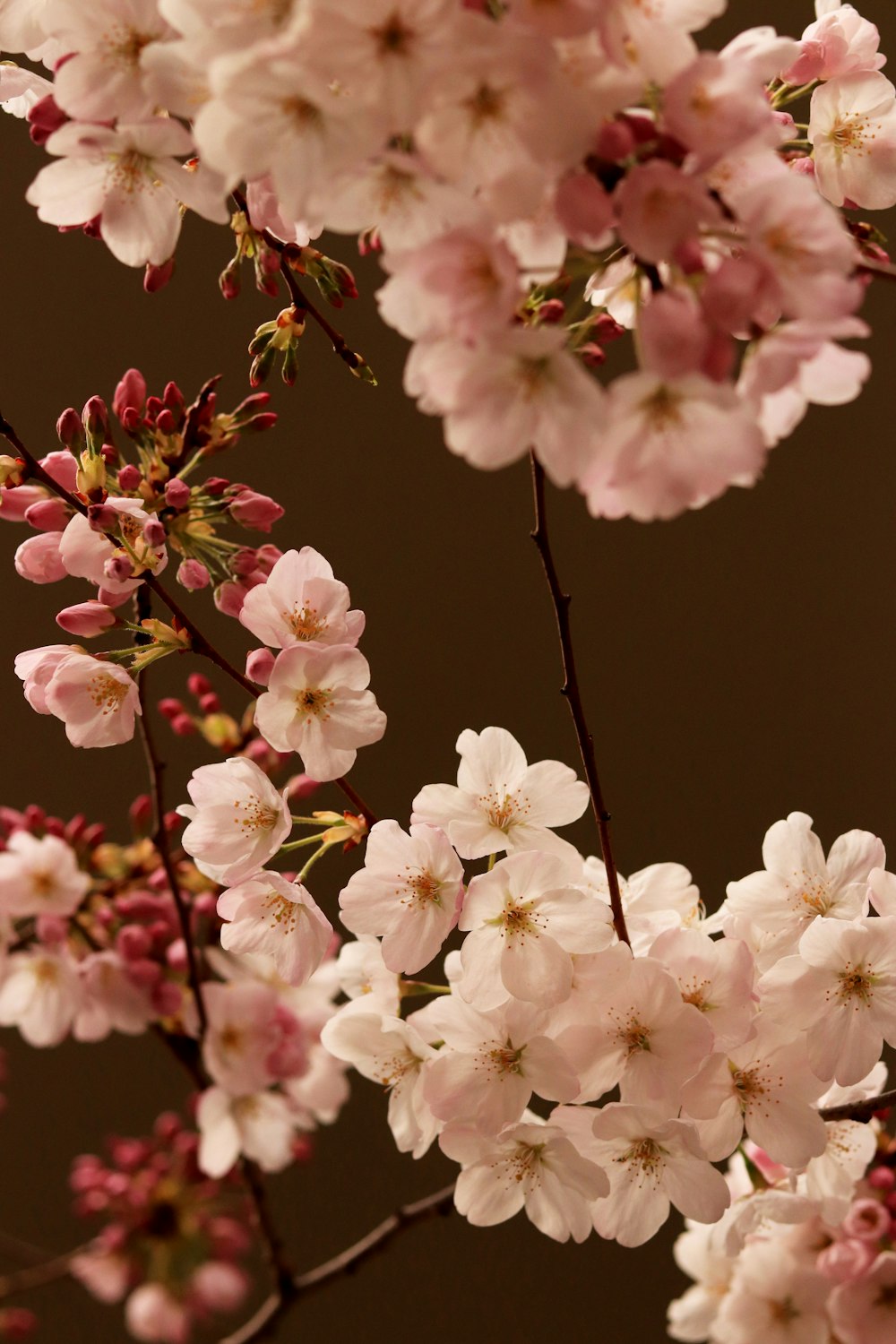 flor de cerejeira rosa em fotografia de perto
