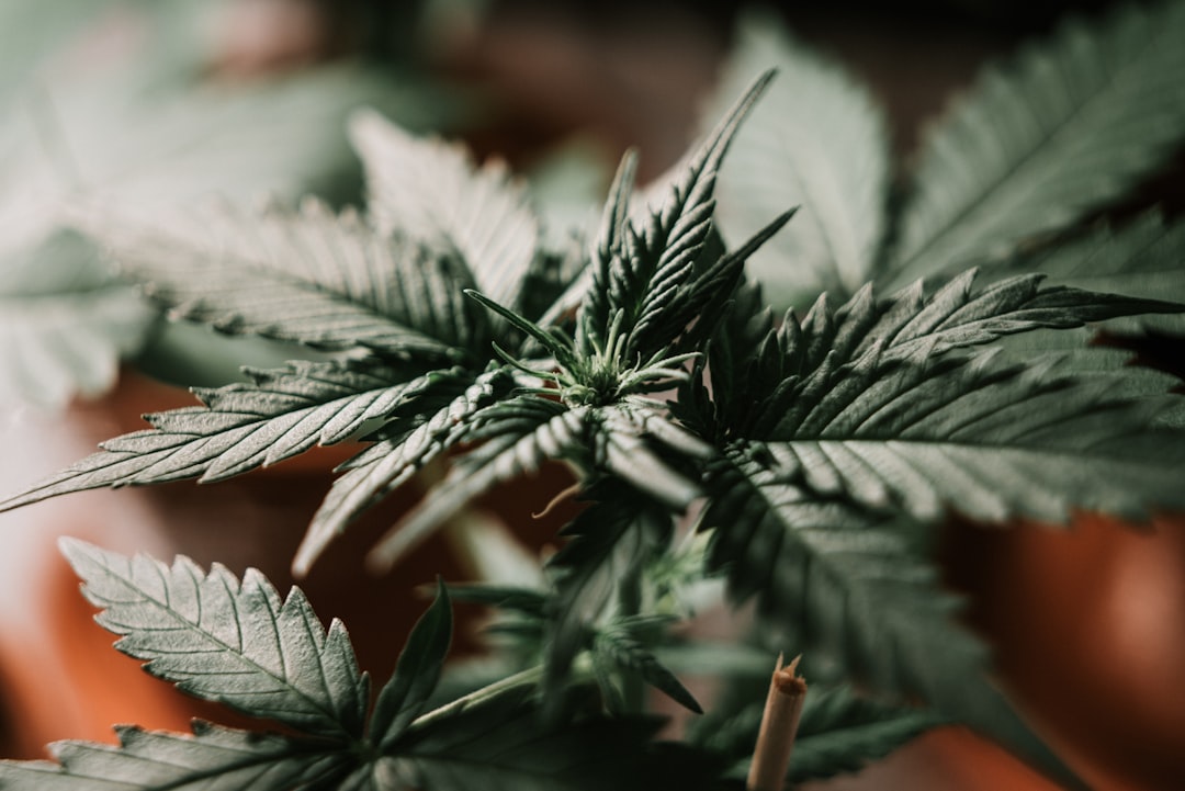Une plante de cannabis en gros plan