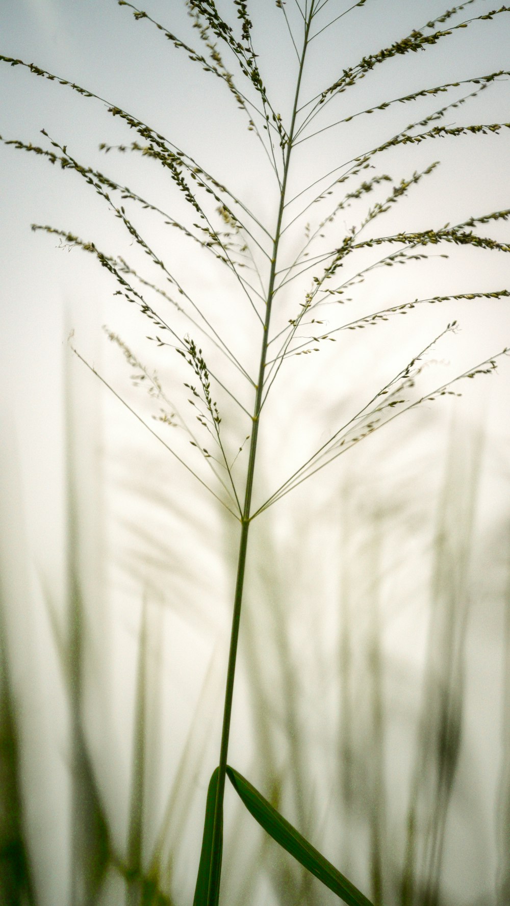 grayscale photo of grass with water droplets