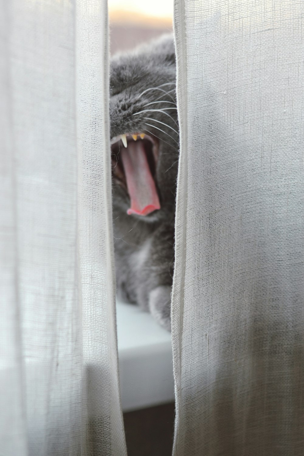 silver tabby cat on white window curtain