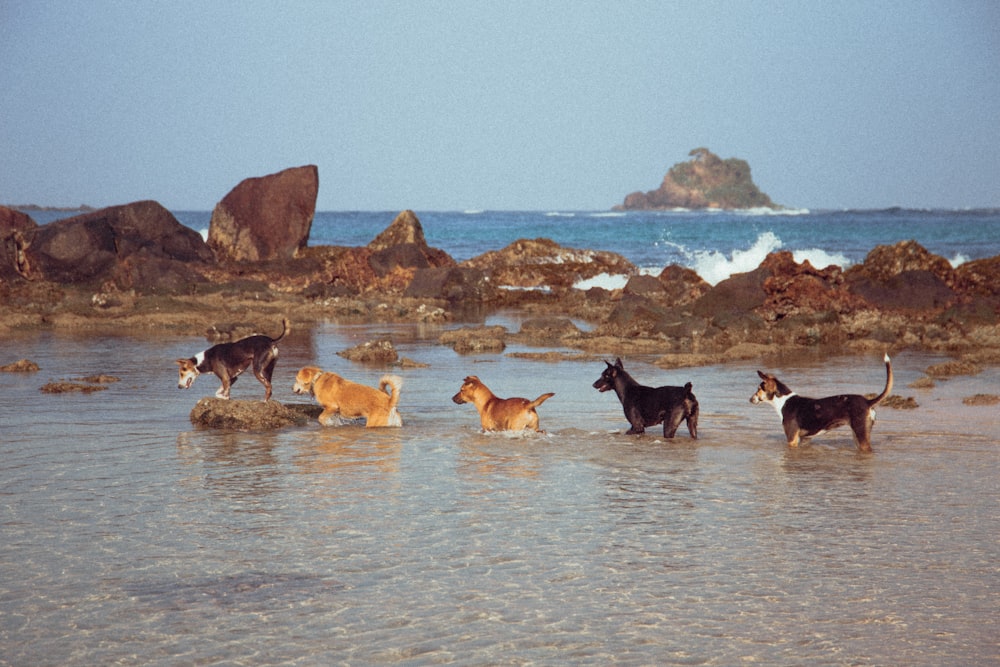 dogs running on water during daytime