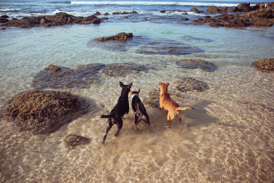 black and brown short coated dog on seashore during daytime